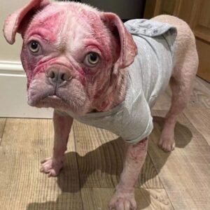 How to Rescue a Sick Dog at Home