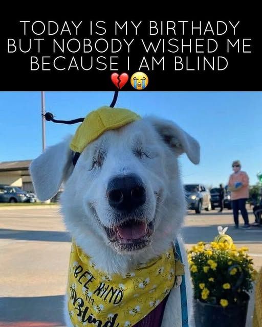 How to Celebrate a Sick Dog’s Birthday in a Loving and Gentle Way