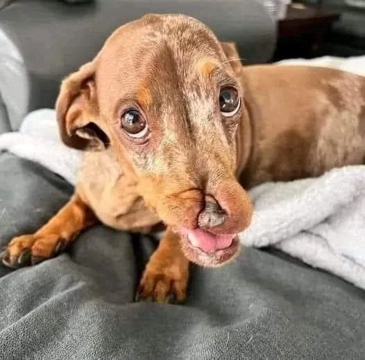 A Sweet Message from Gigi Dog