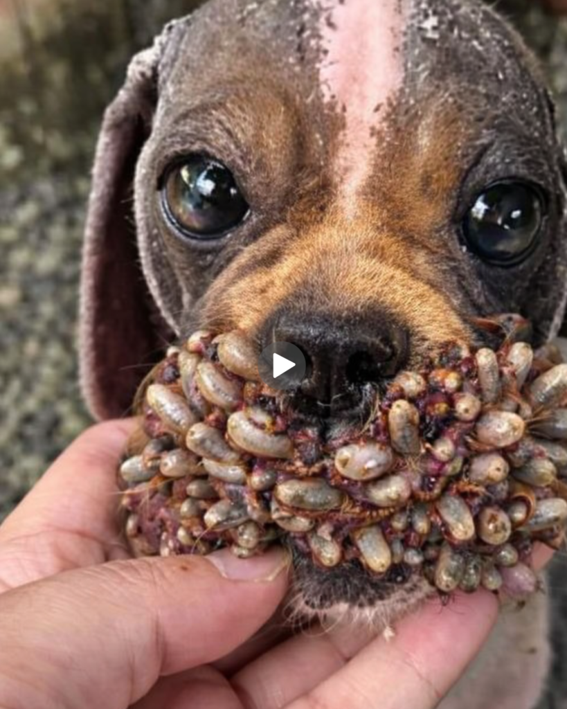 Natural Home Treatment for Dog Hair Fall: Complete Guide for Healthy Fur