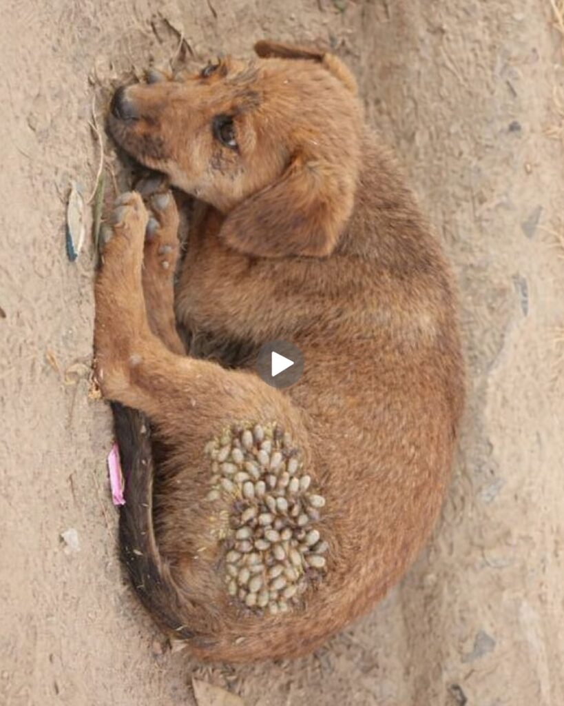 How to Care for an Old Dog – Complete Senior Dog Care Guide